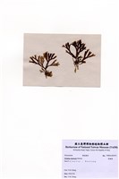 藏品(厚緣藻)的圖片